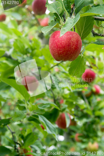 Image of Vertical composition industrial apple orchard fruit trees