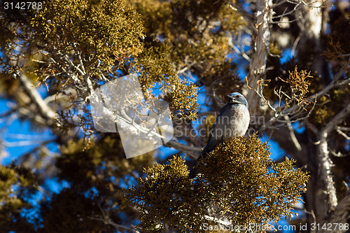 Image of Scrub Jay Blue Bird Great Basin Region Animal Wildlife