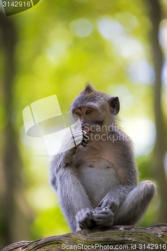 Image of Long-tailed Macaque Monkey