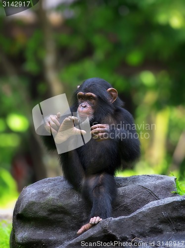 Image of Common Chimpanzee