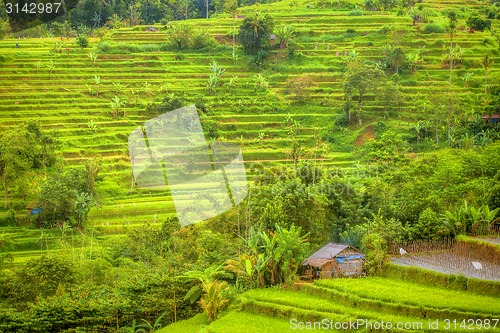 Image of Rice Terrace