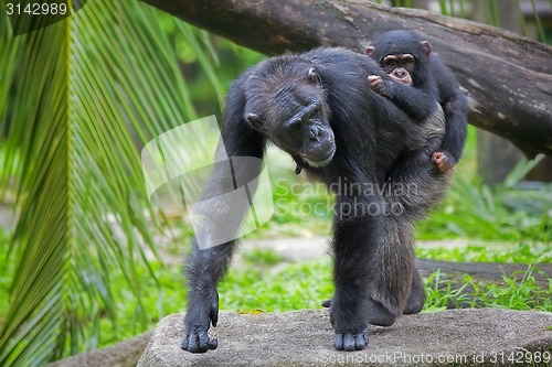 Image of Common Chimpanzee