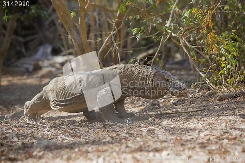 Image of Komodo Dragon