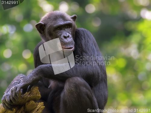 Image of Common Chimpanzee