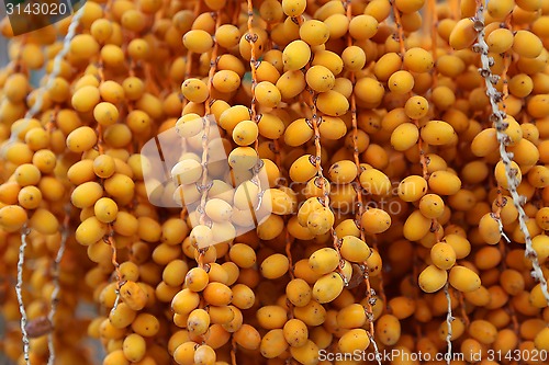 Image of Bbright orange fruits of palm