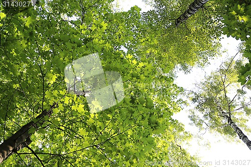 Image of Green summer trees on sky background