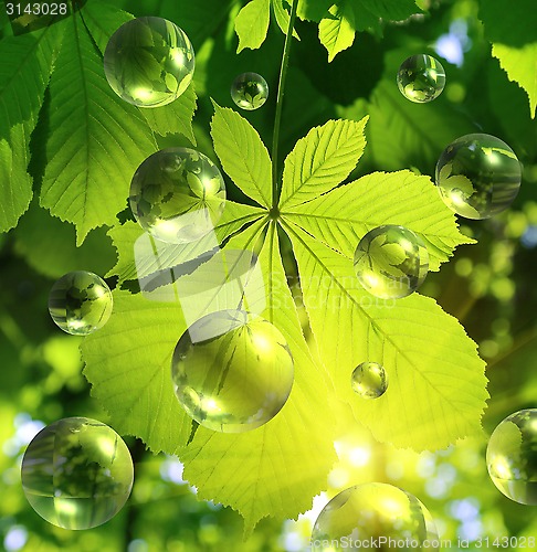 Image of Chestnut leaf with abstract transparent bubbles