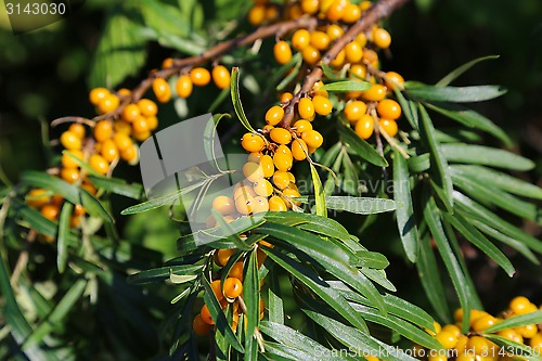 Image of Branch of sea buckthorn berries