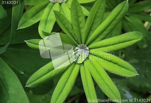 Image of Bright green leaf with transparent water drop