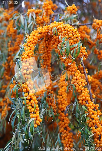 Image of Branch of sea buckthorn berries