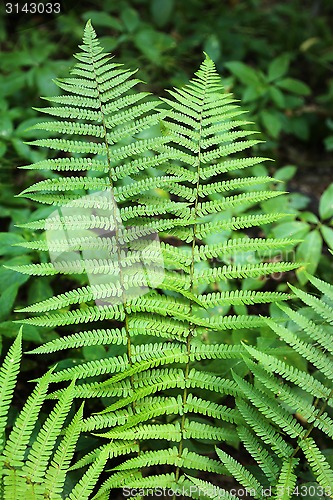 Image of Branch of fern