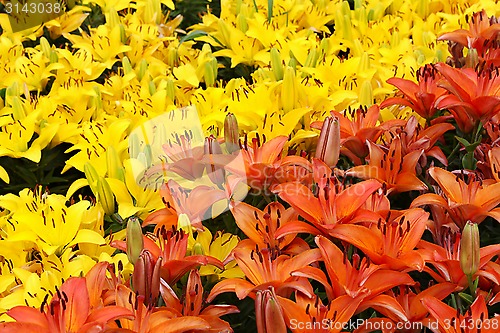 Image of Natural background with colorful lilies