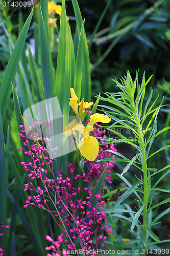 Image of Natural background with plants and flowers