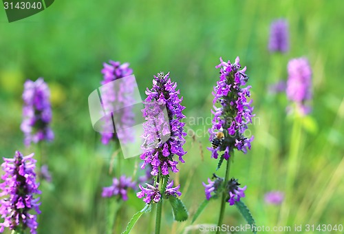 Image of Beautiful lilac wildflowers 