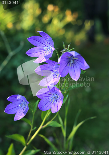 Image of Balloon flowers (Platycodon grandiflorus) 