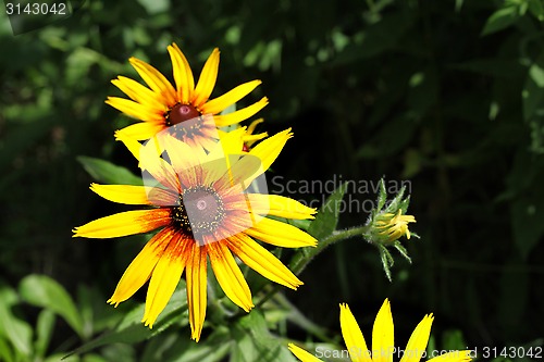 Image of Bright yellow Rudbeckia flowers 