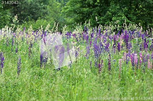 Image of Wild lupines