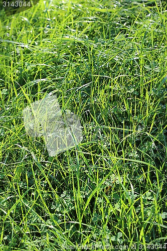 Image of Closeup of summer grass and sunlight