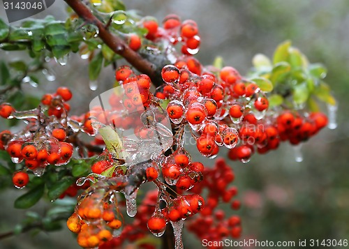 Image of Branch with bright berries after freezing rain