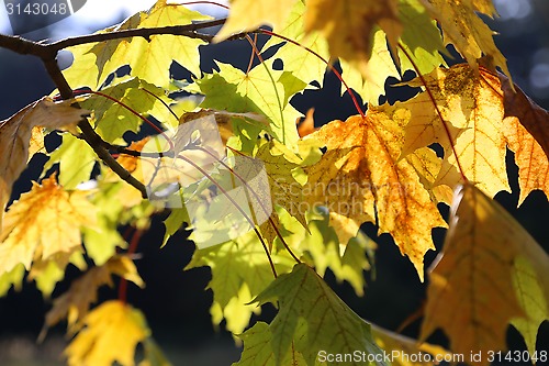 Image of Beautiful yellow foliage of autumn maple