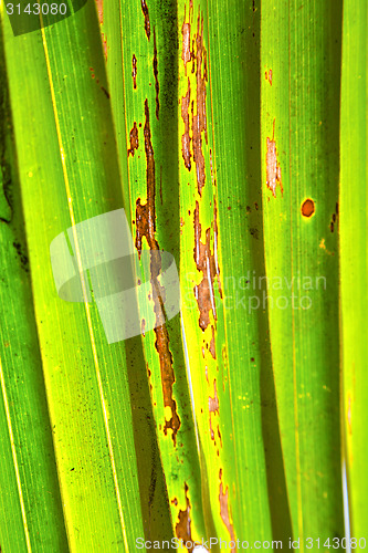 Image of    abstract  thailand in the light  leaf and his red