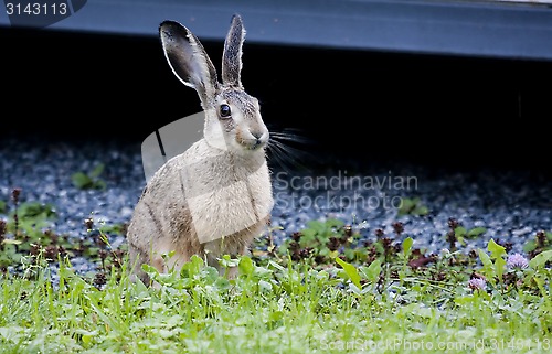 Image of brown hare