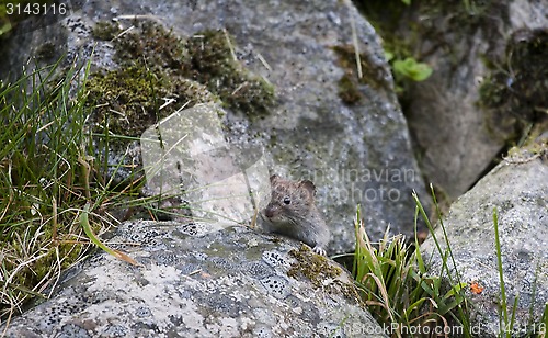 Image of mouse looking out