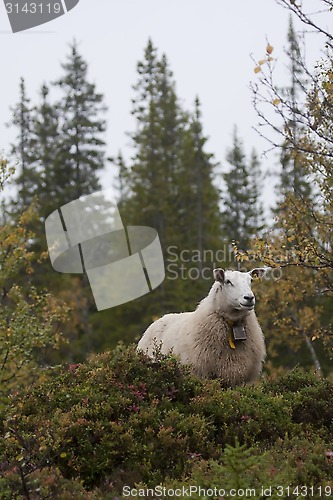 Image of sheep in forest