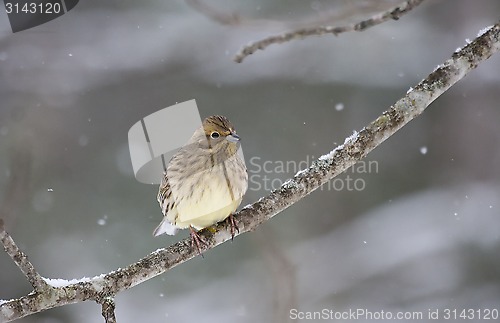 Image of yellowhammer