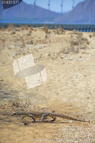 Image of Komodo Dragon