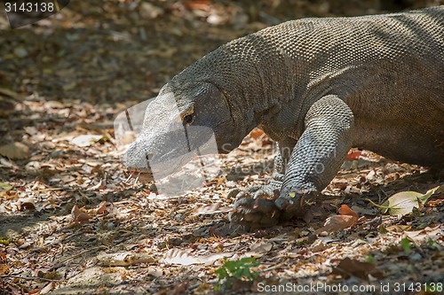 Image of Komodo Dragon