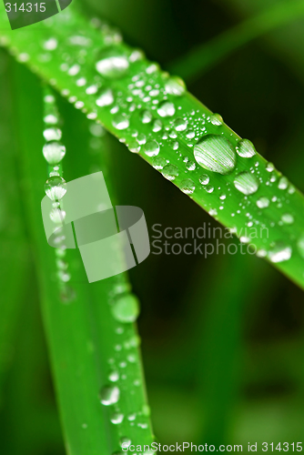 Image of Raindrops on grass