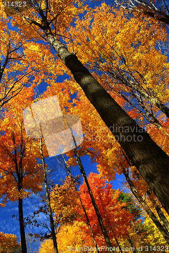 Image of Fall maple trees