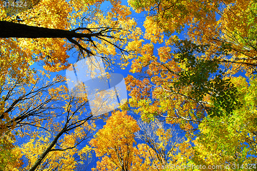 Image of Fall maple trees