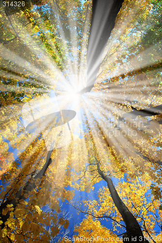 Image of Sunrays in the forest