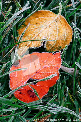 Image of Frosty leaves