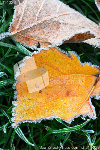 Image of Frosty leaves