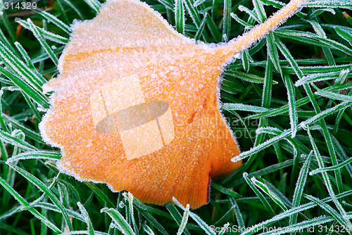 Image of Frosty leaf
