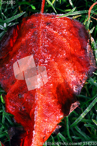 Image of Frosty leaf