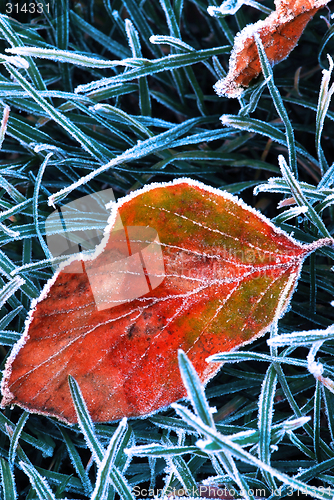 Image of Frosty leaf