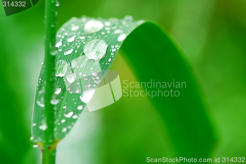 Image of Raindrops on grass