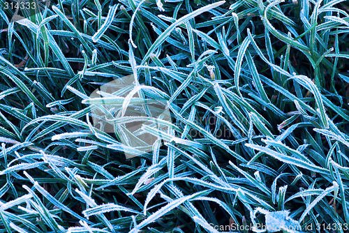 Image of Frosty grass