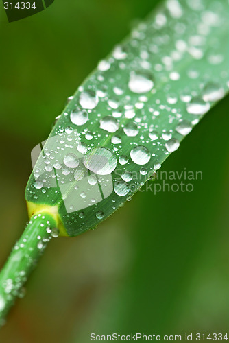 Image of Raindrops on grass