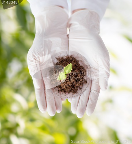 Image of close up of scientist hands with plant and soil