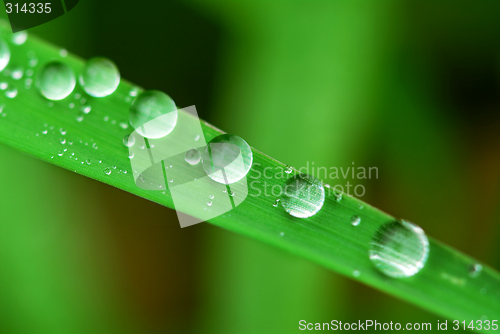 Image of Raindrops on grass