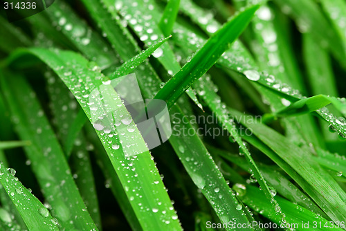 Image of Raindrops on grass