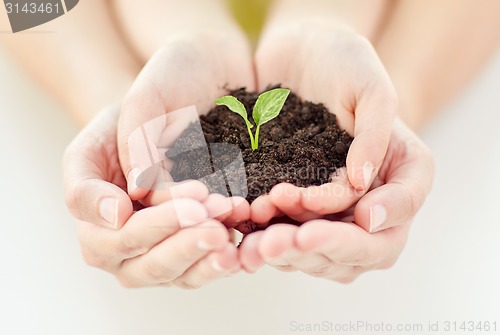 Image of close up of child and parent hands holding sprout