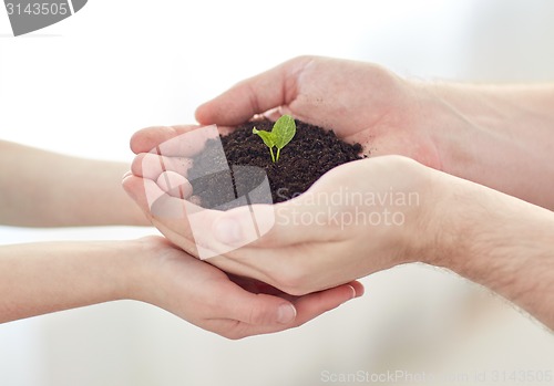 Image of close up of father and girl hands holding sprout