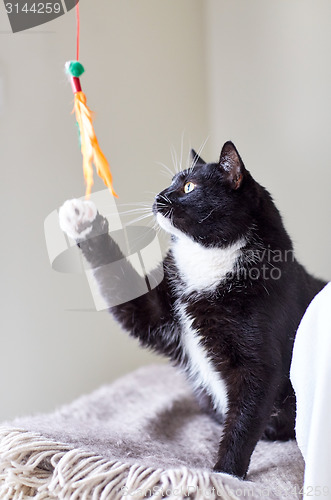 Image of black and white cat playing with feather toy