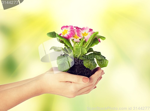 Image of woman's hands holding flower in soil